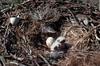 Rough-legged Hawk chicks on nest (Buteo lagopus)