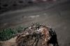 Rough-legged Hawk chicks on nest (Buteo lagopus)