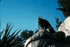 Harris's Hawk (Parabuteo unicinctus)