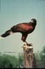 Harris's Hawk (Parabuteo unicinctus)