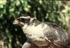 Northern Goshawk (Accipiter gentilis)