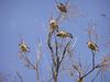 Birds, Cedar Waxwings