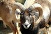 무플론 Ovis musimon (Mouflon Sheep)