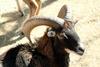 무플론 Ovis musimon (Mouflon Sheep)