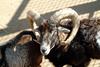 무플론 Ovis musimon (Mouflon Sheep)