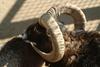 무플론 Ovis musimon (Mouflon Sheep)