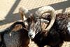 Mouflon Sheep male (Ovis musimon)