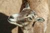 Mouflon Sheep female (Ovis musimon)