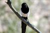 까치 Pica pica (Black-billed Magpie)