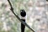 까치 Pica pica (Black-billed Magpie)