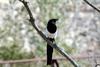 까치 Pica pica (Black-billed Magpie)