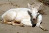 다마사슴 Dama dama (White Fallow Deer)