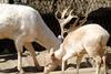 다마사슴 Dama dama (White Fallow Deer fawn)