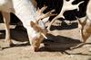 White Fallow Deer buck (Dama dama)