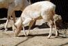 White Fallow Deer fawn (Dama dama)