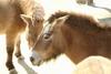 몽고야생말 Equus caballus przewalskii (Przewalski's Wild Horse)