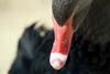 흑고니 Cygnus atratus (Black Swan)