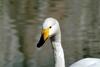 큰고니 Cygnus cygnus (Whooper Swan)