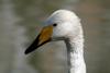 Whooper Swan (Cygnus cygnus)