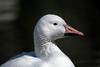 (European) Domestic Goose (Anser anser domesticus)