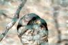 조롱이 Accipiter gularis gularis (Japanese Sparrowhawk)