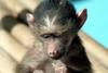 아누비스개코원숭이 Papio anubis (Baby Olive Baboon)