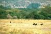 Southern Ground Hornbill flock (Bucorvus leadbeateri)