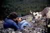 Rocky Mountain Bighorn Sheep (Ovis canadensis canadensis)