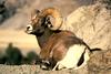 Bighorn Sheep (Ovis canadensis)