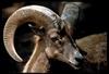 Desert Bighorn Sheep (Ovis canadensis nelsoni)