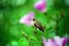 Allen's Hummingbird (Selasphorus sasin)