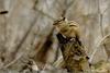 모델 담쥐양... 2 : 다람쥐 Tamias sibiricus asiaticus (Siberian Chipmunk)