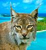 Lynx