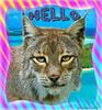 Lynx (quick E.card)