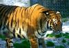 Siberian-Tiger (Maika)