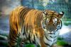 Siberian-Tiger (Maika)