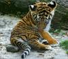 Siberian-Tiger (Ulysse)