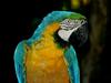 Parrot (Ara) - blue-and-gold macaw (Ara ararauna)