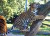 Siberian-Tiger (Ulysse)