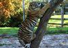 Siberian-Tiger (Ulysse)