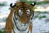 Siberian-Tiger (Maika)