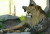 Lion (Hercule)