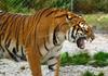Siberian-Tiger (Maika)
