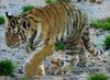 Siberian-Tiger (Sara)