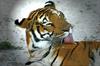 Siberian-Tiger (Maika)