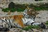 Siberian-Tiger (Maika)