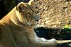 Lion (Cindy)