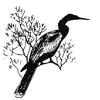 [Illust] Anhinga, American Darter (Anhinga anhinga)