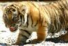 Siberian-Tiger (Sara)