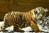 Siberian-Tiger (Ulysse)